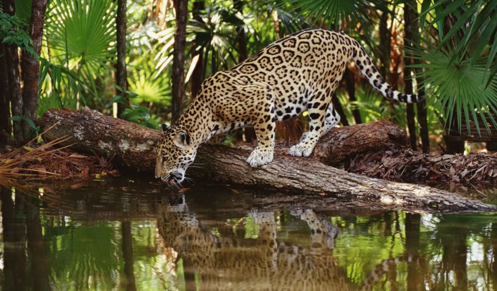Ягуар на водопое