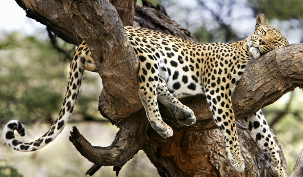	   Leopard is sleeping on the tree