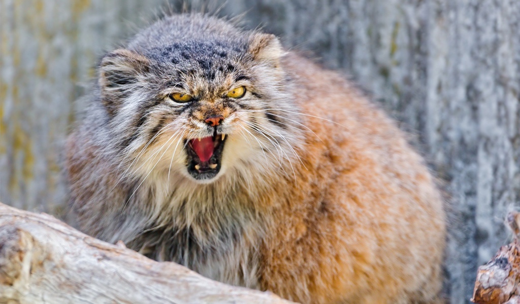 Манул в угрожающей позе