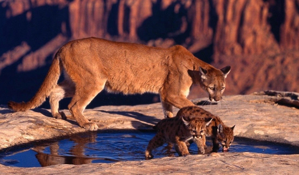 Пума с котятами