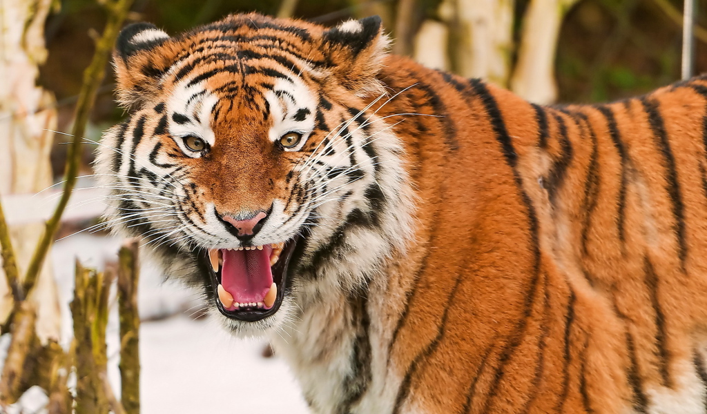 Амурский тигр рычит