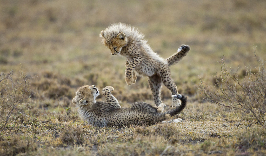 Детеныши гепарда