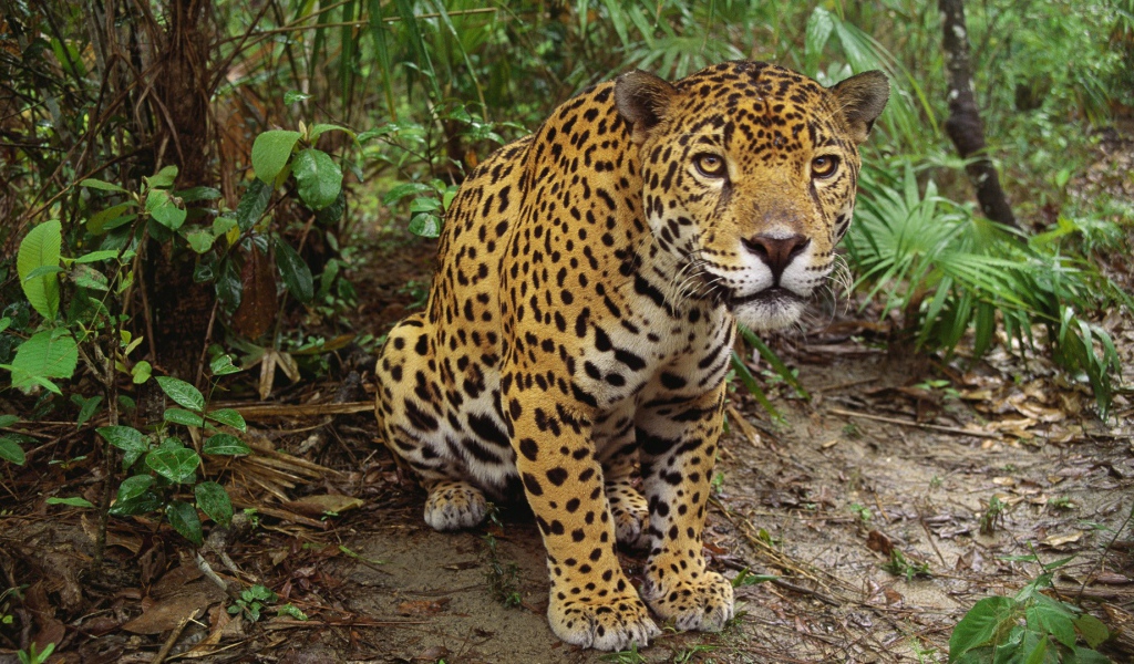 Леопард приготовился к прыжку