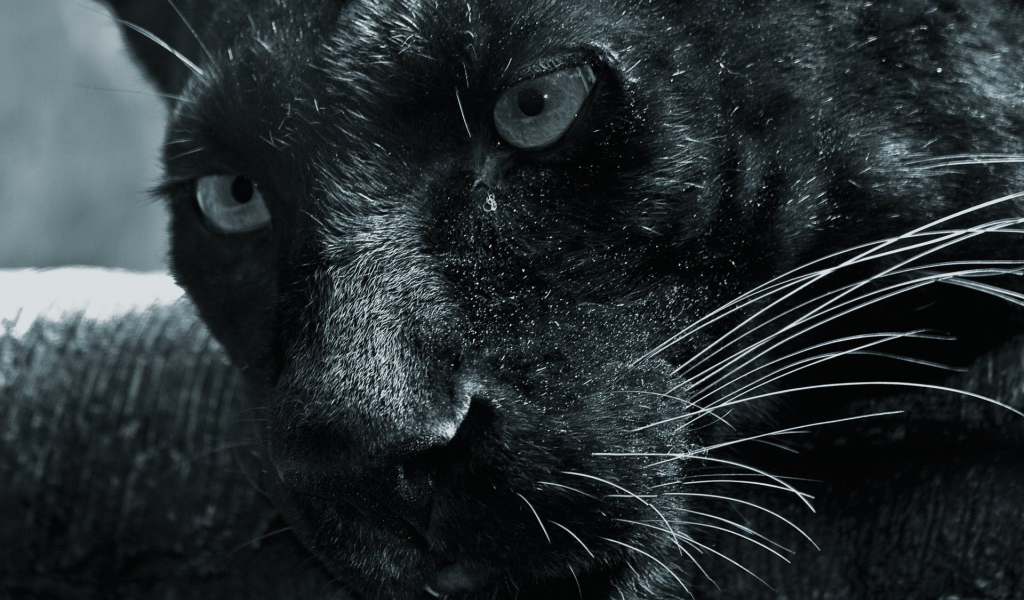 Морда черной пантеры