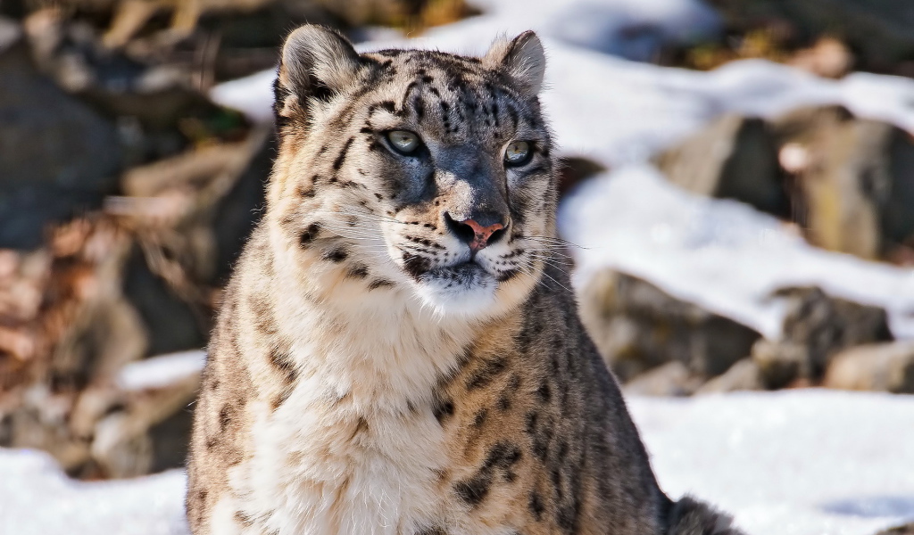 Снежный барс в горах