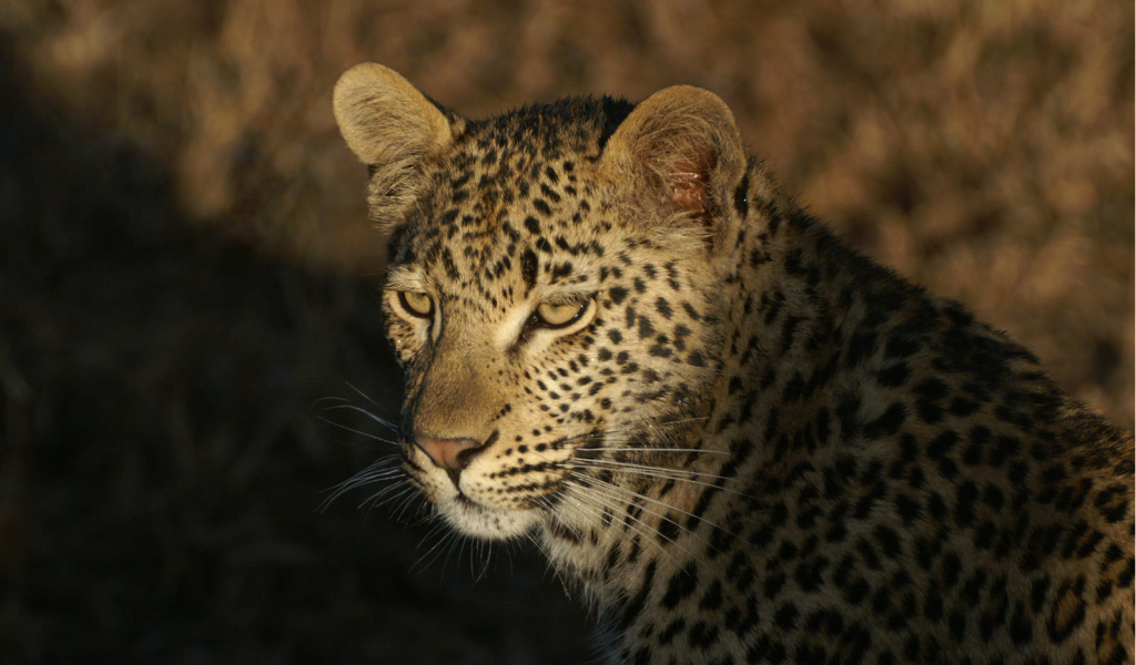 Дикая кошка леопард