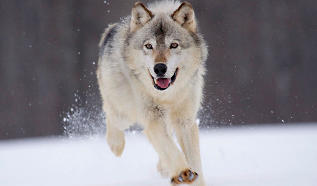 Серый волк из Миннесоты 