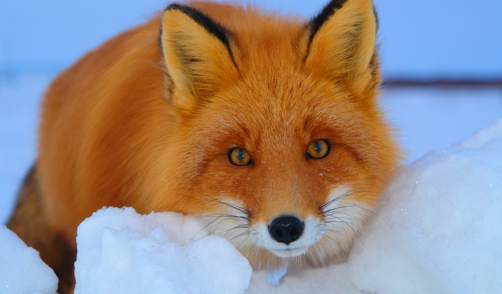 Рыжая лиса на снегу