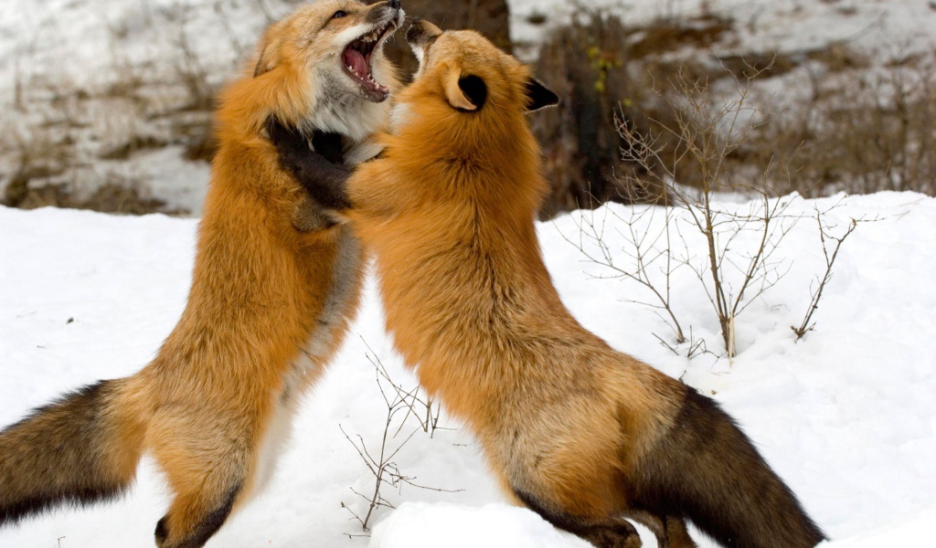 Красные лисы из Монтаны 