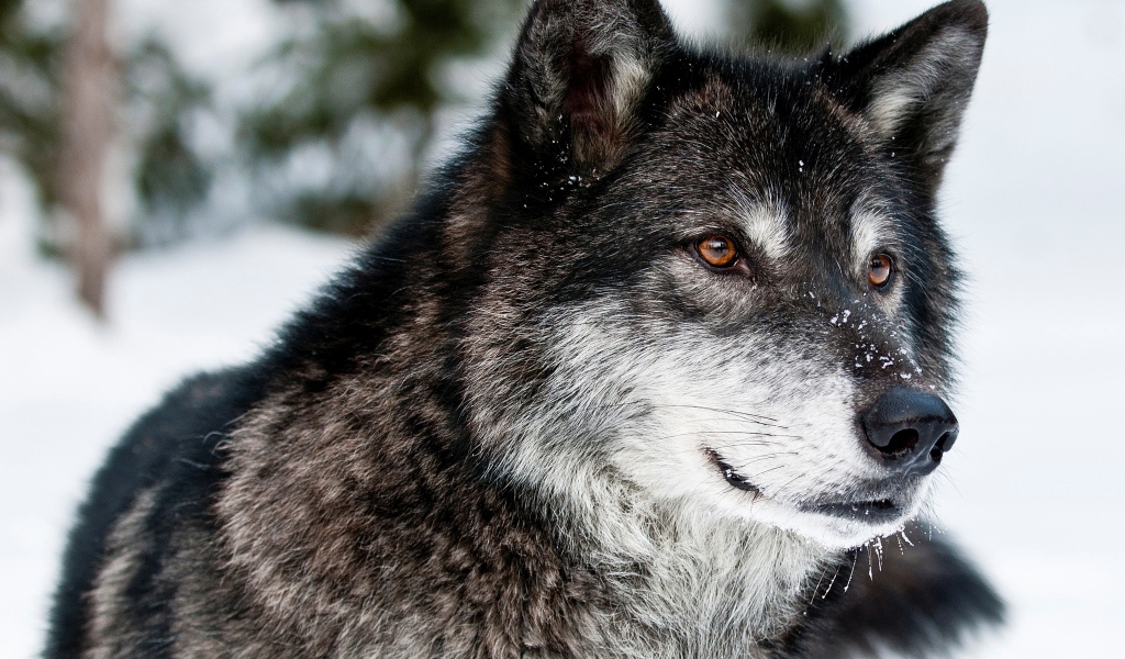 Морда волка