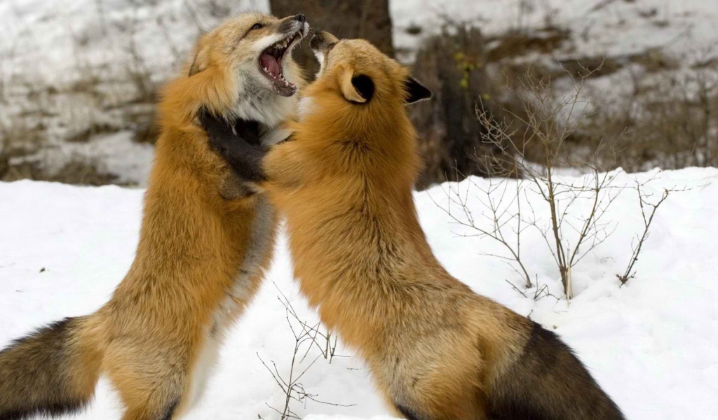 Борьба лисиц на снегу