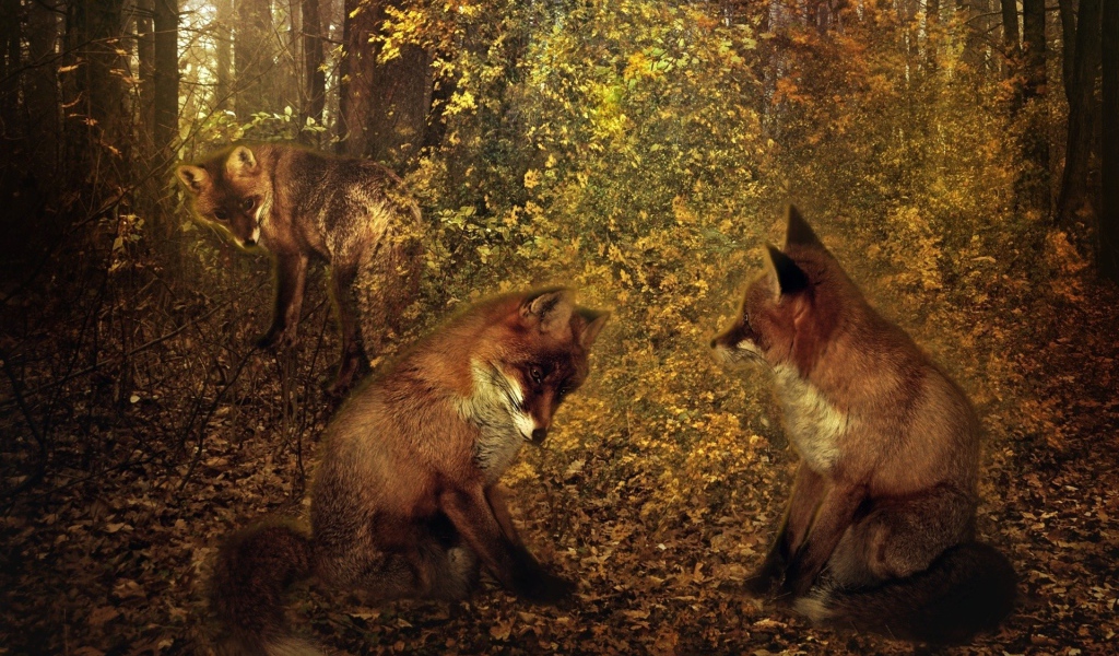 Третий лишний у лисиц