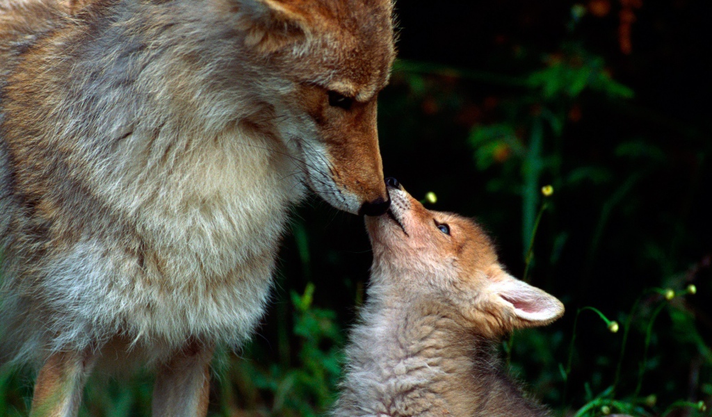 Волчонок просит еды