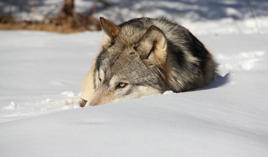 Wolf resting in the snow