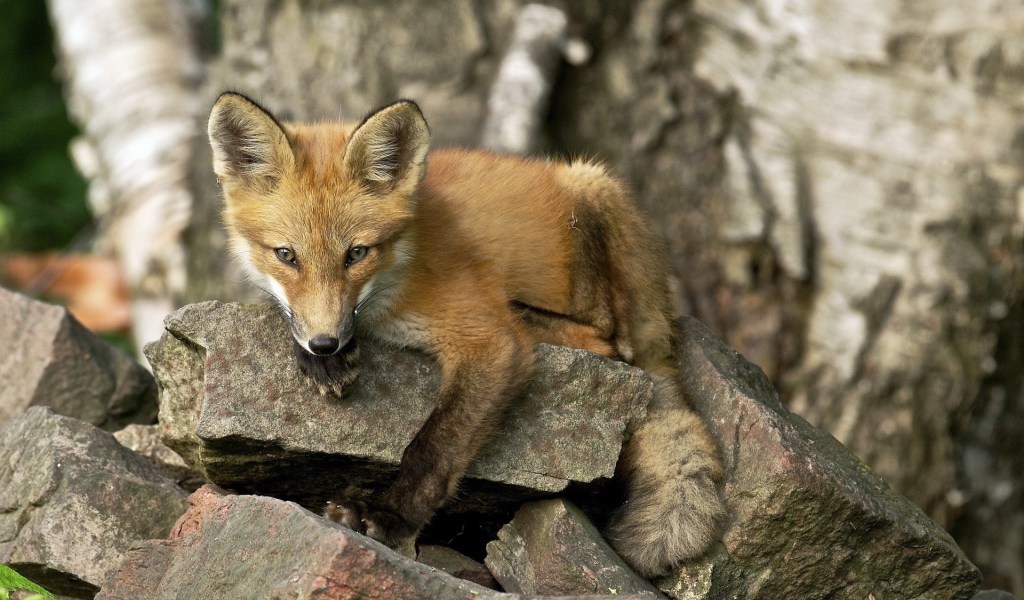 Лиса лежит на камне