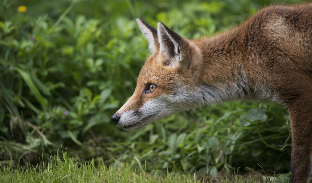 Рыжий лисенок