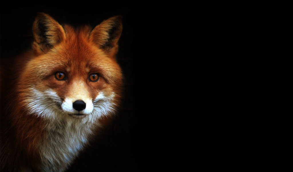Рыжая лиса на черном фоне