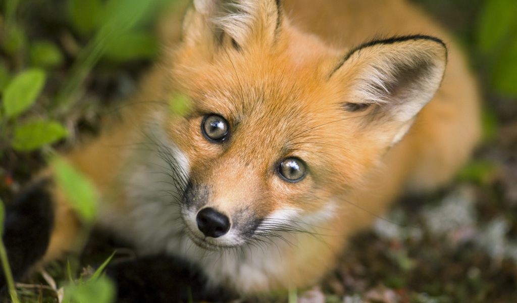 Рыжая хитрая лиса