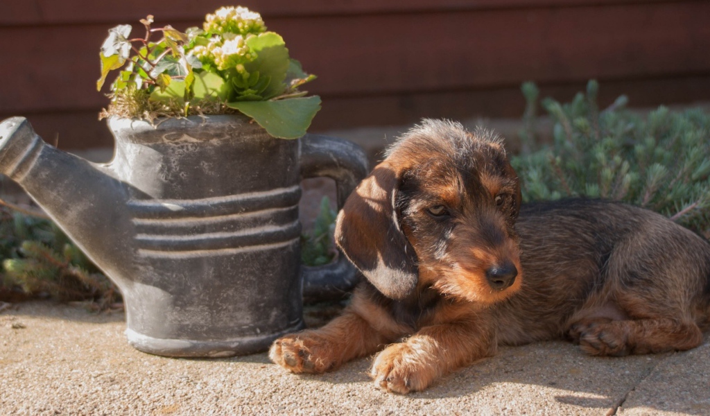 Щенок около лейки