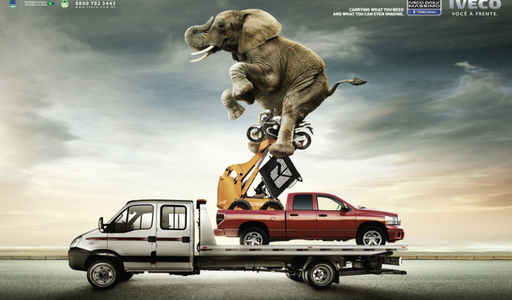 Слон на автомобиле