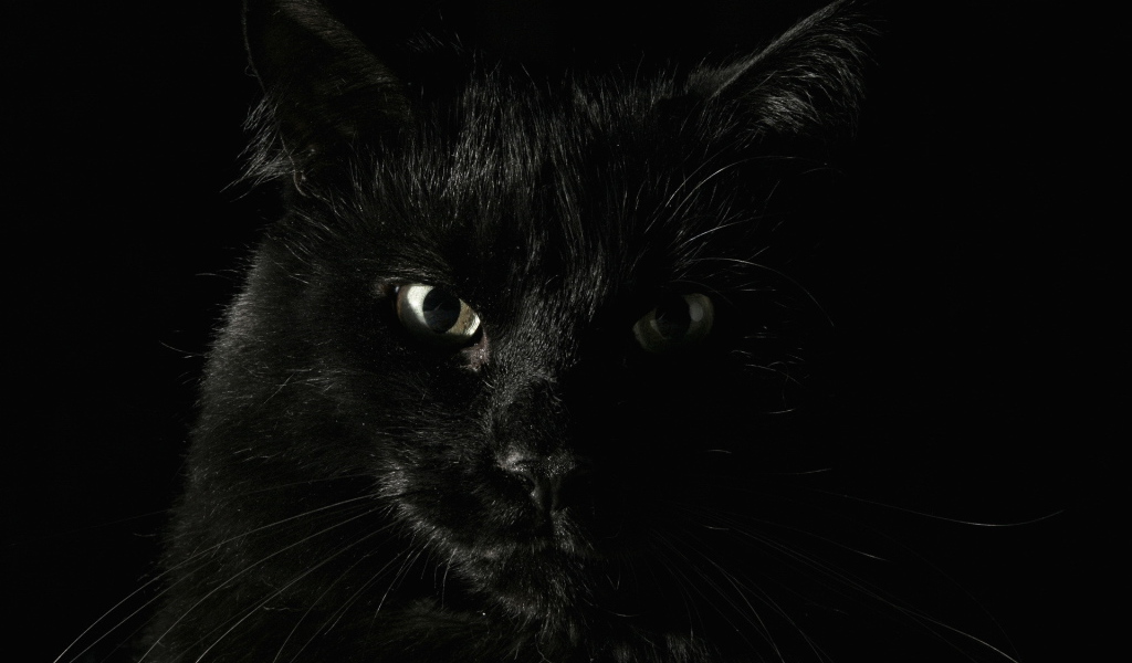 Черный кот на черном фоне