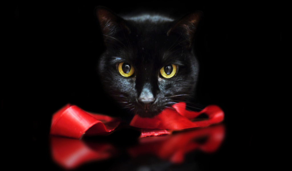 Черный кот с лентой на черном фоне