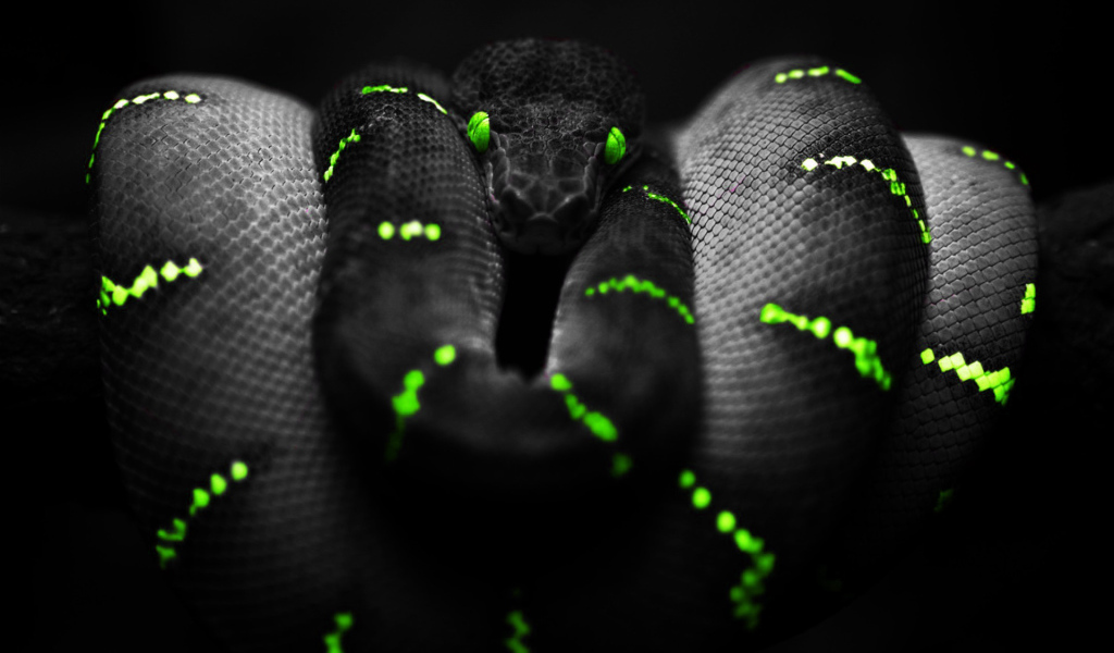 Черный питон на обоях