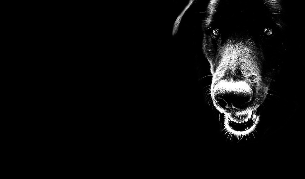 Черные обои с собакой