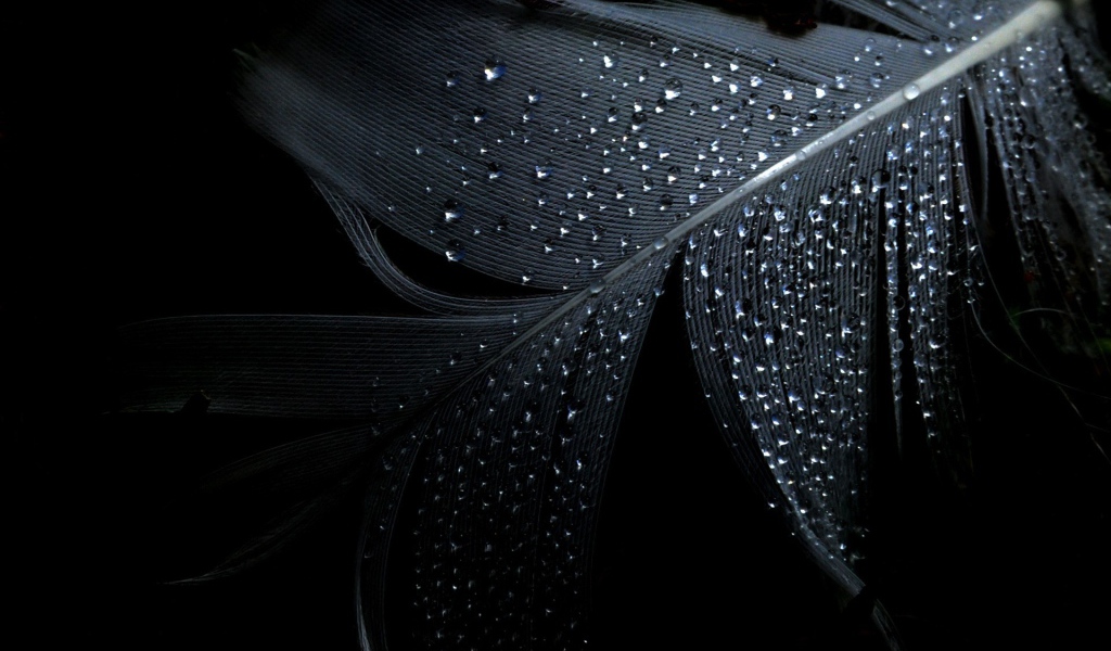 Черные обои и влажное перо