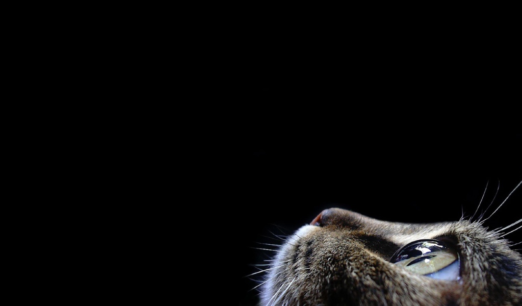 Кот смотрит вверх на черном фоне