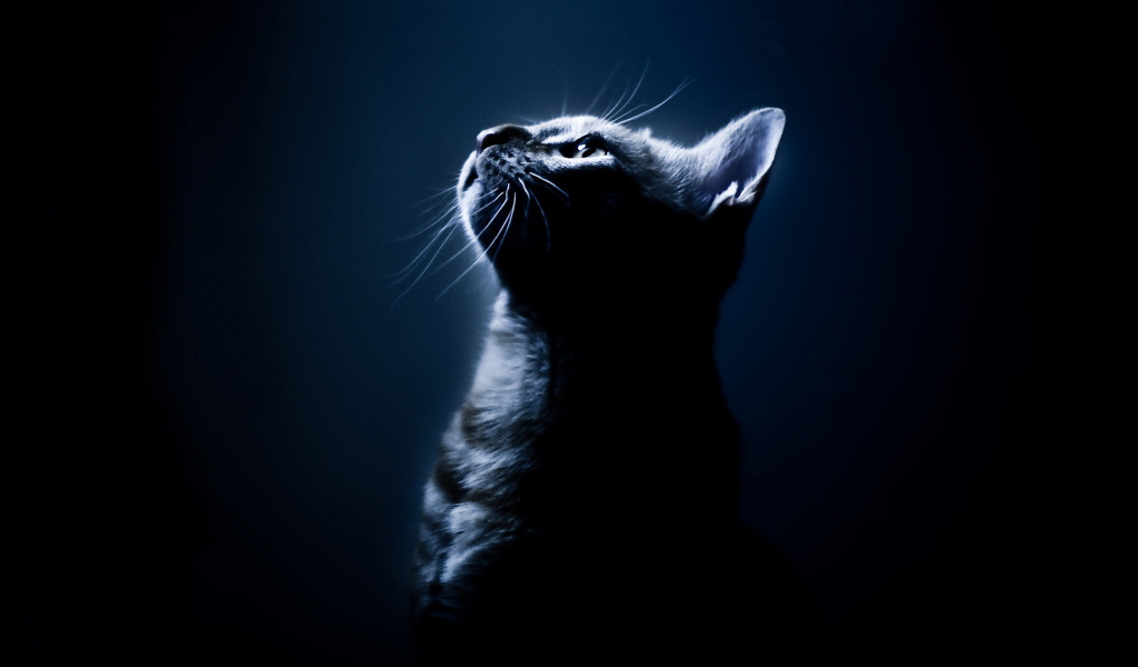 Кот на черном фоне
