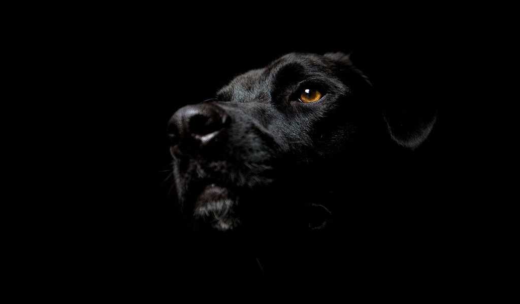 Собака на черных обоях