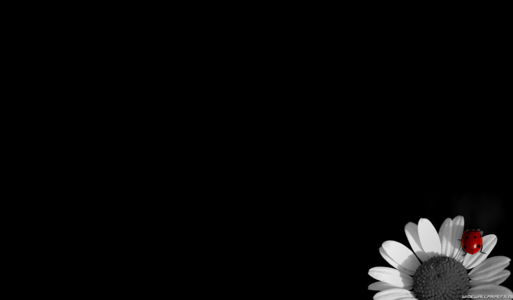 Цветок на черных обоях