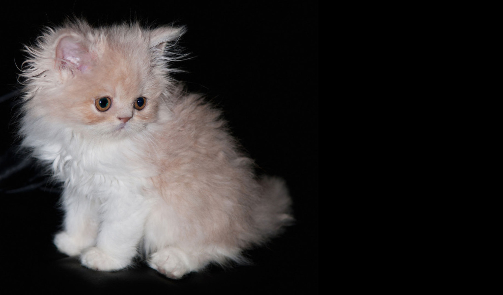 Пушистый котенок на черном фоне