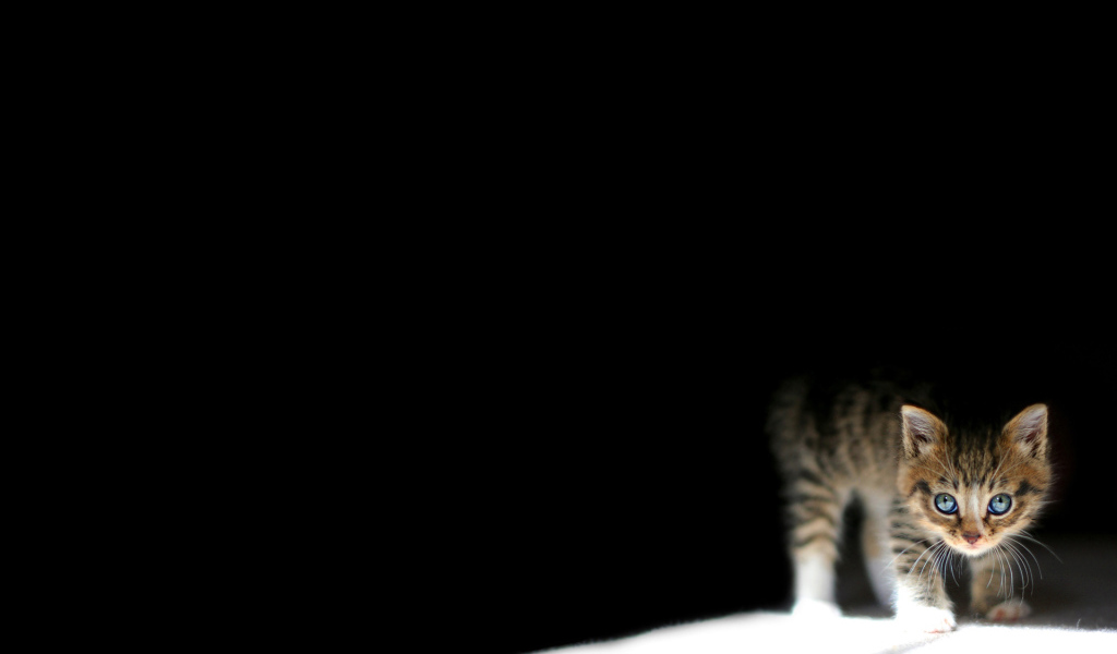 Котенок на черном фоне