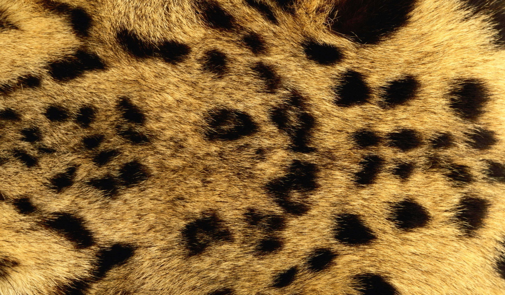 Мех леопарда