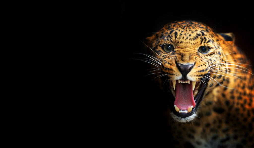 Леопард на черном фоне