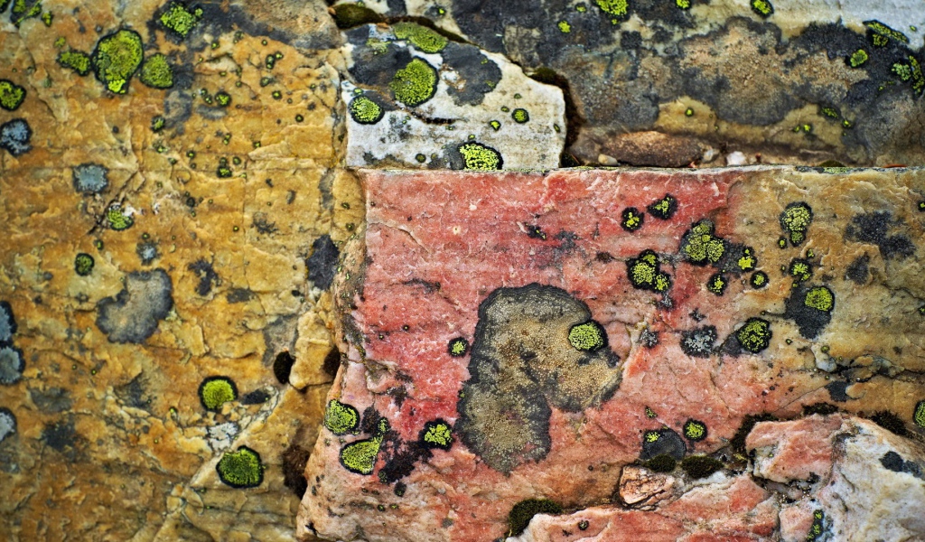 Плесень на камнях