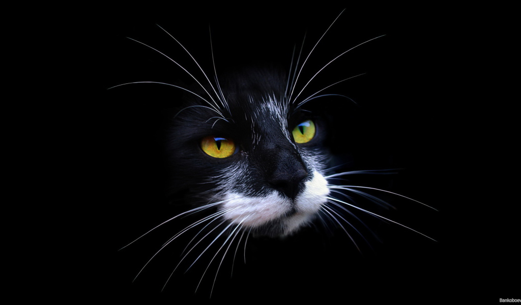 Морда кота на черном фоне