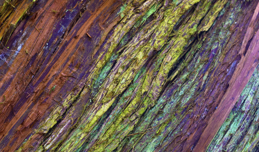 Крашеная кора