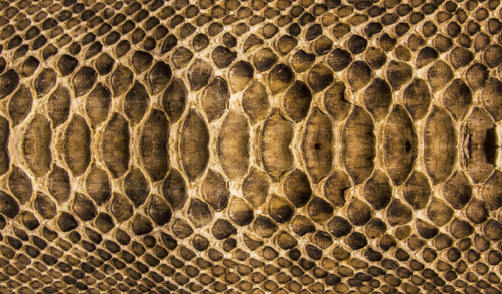 Змеиная кожа