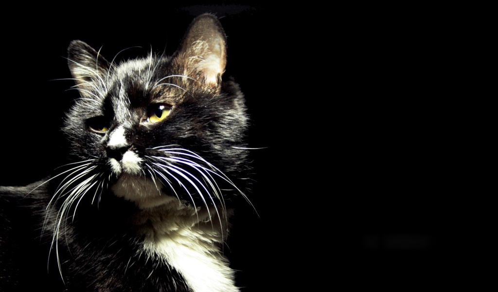 Пятнистый кот на черном фоне