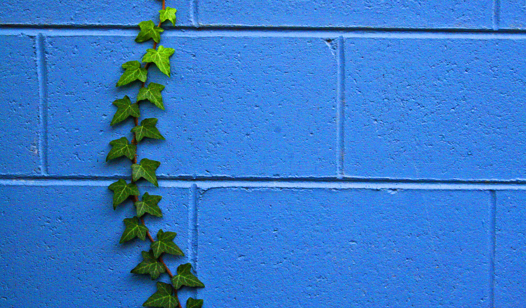 Растение на стене