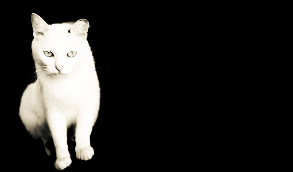 Белый кот на черном фоне