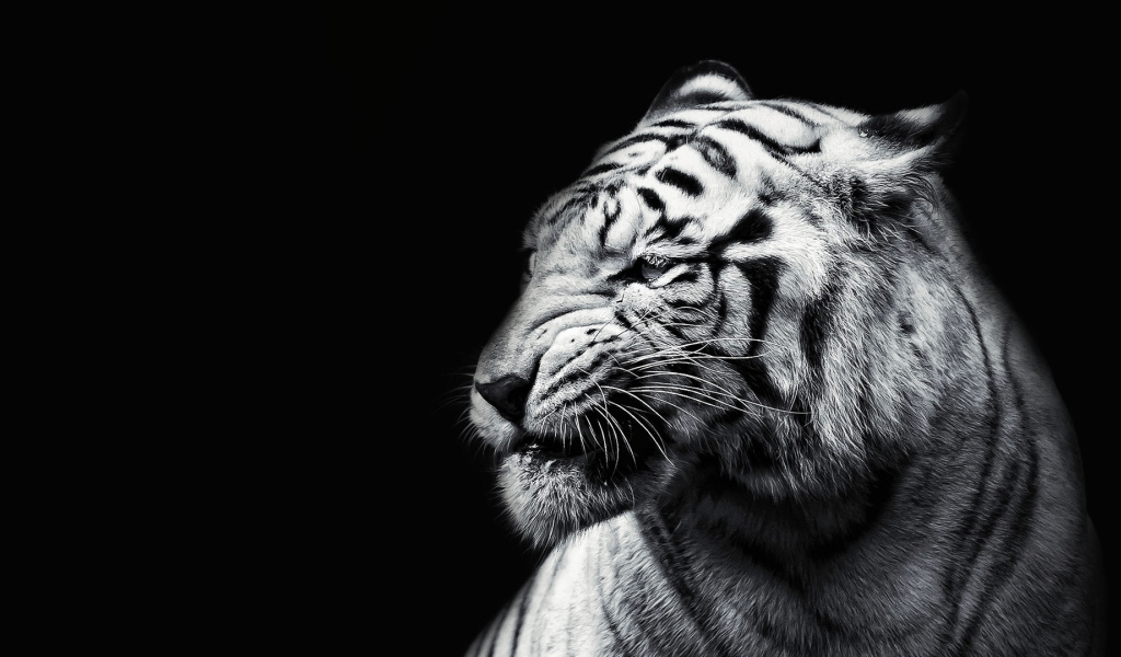 Белый тигр на черном фоне