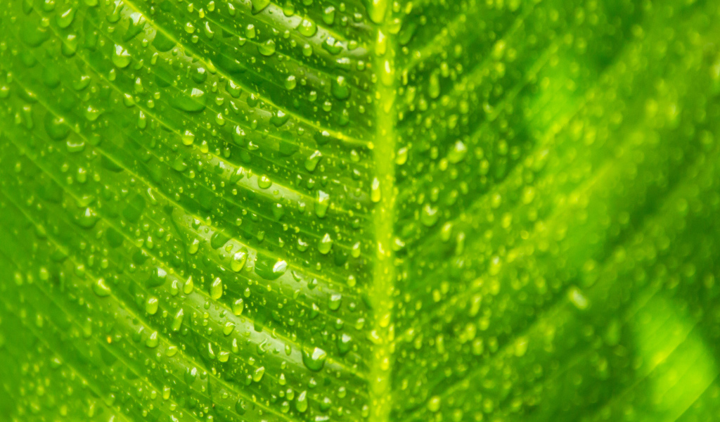 Лист с каплями