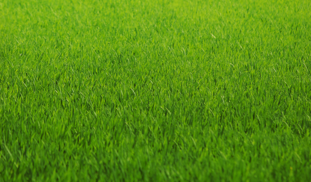 Зеленая трава