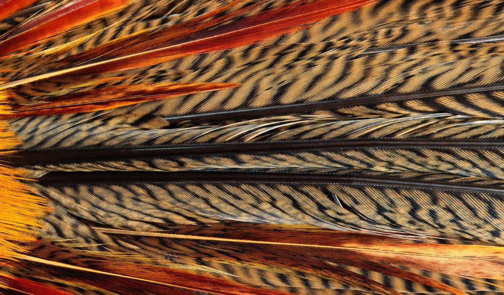 Перья павлина