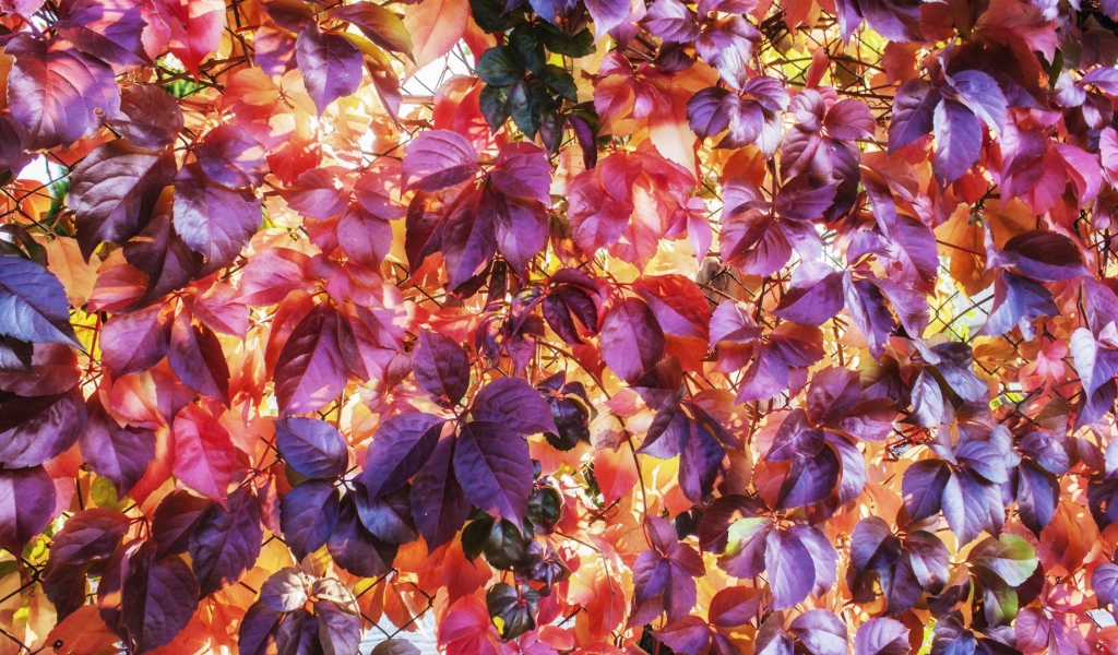 Разноцветные осенние листъя