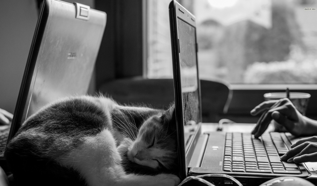 Кот спит у ноутбука HP